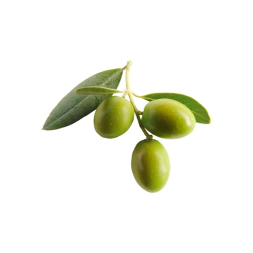 db1ax Olive Leaf