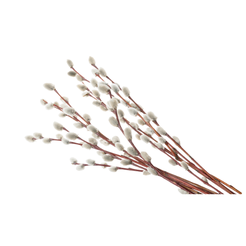 gncue Cleansing Complex White Willow Bark