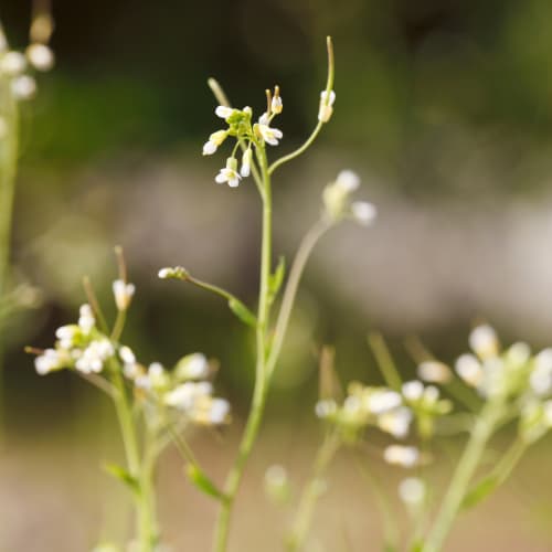 5jwwq arabidopsis thaliana extracts