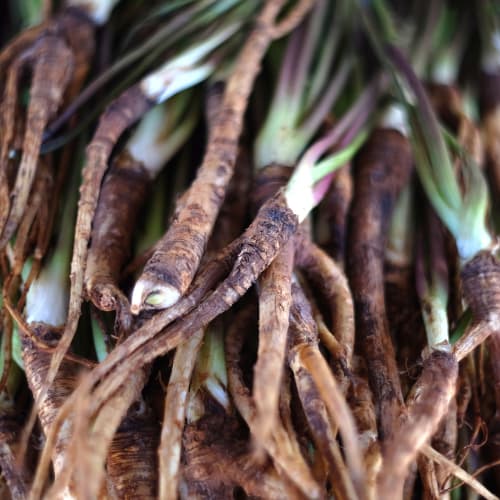 aml9i angelica polymorpha sinensis root extract