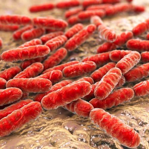 vvk1k Lactococcus ferment lysate